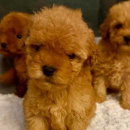 Pooh Bear - Apricot male Goldendoodle puppy in Pensacola, Florida from Goldendoodles Love You in Pensacola Friend Edition