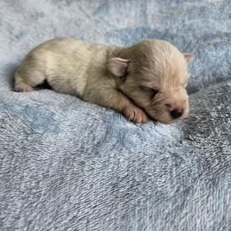Donald - Wheaten male Miniature Schnauzer puppy in Crosby, Texas from Raisin' the Woof Schnauzers
