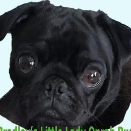 Pug puppies from Bradley's Pugs