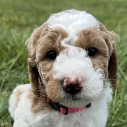 Goldendoodle Puppies from Central Kentucky Goldendoodles