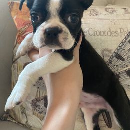 Boston Terrier Puppies from Cobbler Street Boston Terriers