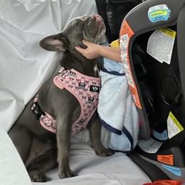 French Bulldogs from Exquisite Frenchie LLC.
