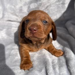Spud - Chocolate male Dachshund puppy in Ocala, Florida from Weenie Boops