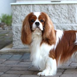 Bones Valentine - Cavalier King Charles Spaniel