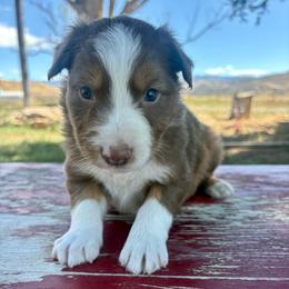 Boots - Red tri-color male Australian Shepherd puppy in Preston, Idaho from KC Bar Ranch Aussies