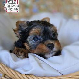 Sonya Blade - Black and tan female Yorkshire Terrier puppy in California from Corazon de gigante