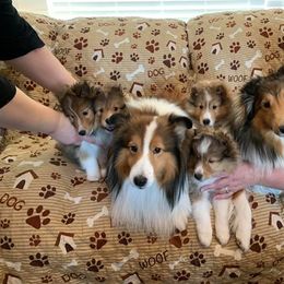 Shetland Sheepdog Puppies from RegalStarShelties