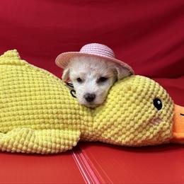 Ivy - White collar - White female Bichon Frise puppy in 63101 (St. Louis Metro Area), Missouri from BichonSTL