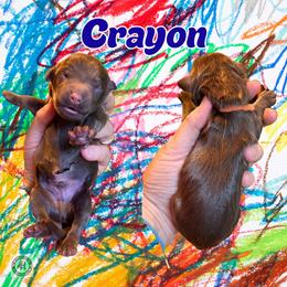 Crayon - Brown male Bernedoodle puppy in Banner Elk, North Carolina from Walnut Tree Bernedoodles