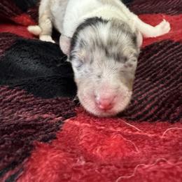 Noel - Blue merle white and tan female Collie puppy in Richmond, Kentucky from Puppy Dog City