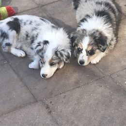 Australian Shepherd Puppies from Topaz Aussie’s