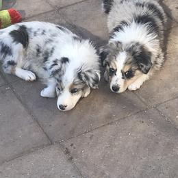 Australian Shepherd Puppies from Topaz Aussie’s
