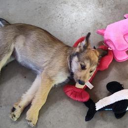 Berger Picard Puppies from Biger Creek