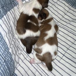 Shih Tzu Puppies from Wood Foo Breeders