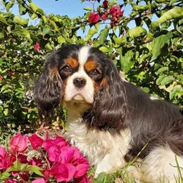 Moulan - Cavalier King Charles Spaniel