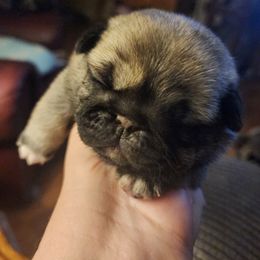 Purple collar girl - Fawn female Pug puppy in Tacoma, Washington from Precious Princess Pugs