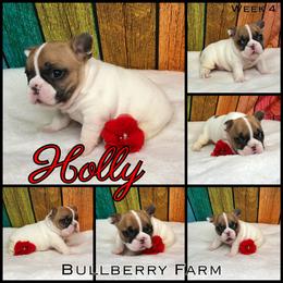 Bulldog Puppies from Bullberry Farm