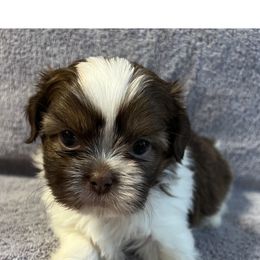 Edward - Gold and white male Shih Tzu puppy in Hemet, California from Aloha Shih Tzu