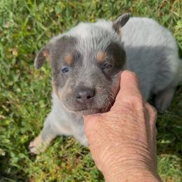 Girl 1 - Blue female Australian Cattle Dog puppy in Morton, Mississippi from Heart K Kennels