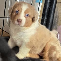 Hazelnut - Red merle female Australian Shepherd puppy in Albion, Michigan from Northern Lights Aussies (NL Aussies)