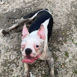 Maggie  - Boston Terrier
