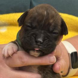 Green Boy - Brindle male Boxer puppy in Gainesville, Georgia from RayJen Cajun Boxers