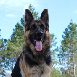 Archer - German Shepherd