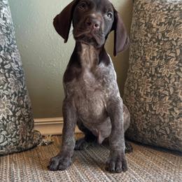 Frodo - Liver roan male German Shorthaired Pointer puppy in Ulen, Minnesota from North Wind Gundogs