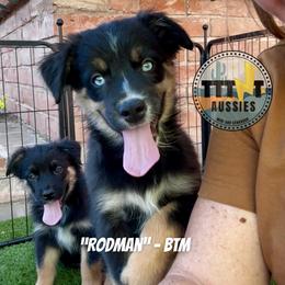 Rodman - Black tri-color male Australian Shepherd puppy in Tucson, Arizona from TTTNT Aussies