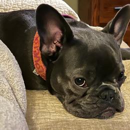 French Bulldog All Grown Up from Hogue's Family Frenchie's