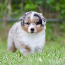 Bmm - Blue merle male Miniature American Shepherd puppy in Stephenville, Texas from Diamond H Aussies
