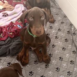 Green collar male - Red and rust male Doberman Pinscher puppy in Madison, Indiana from Jensen Dobermans and Dachshunds