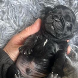 'Toad' Black boy 1 - Black male Pug puppy in Onalaska, Washington from Cupid’s Pugs