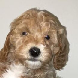 Goldendoodles from Flamms Goldendoodles