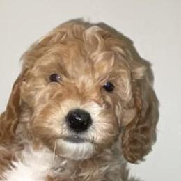 Goldendoodles from Flamms Goldendoodles