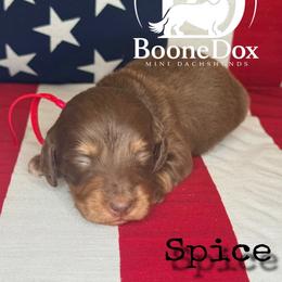 Spice - Chocolate and cream male Dachshund puppy in Lexington, Oklahoma from BooneDox Miniature Dachshunds