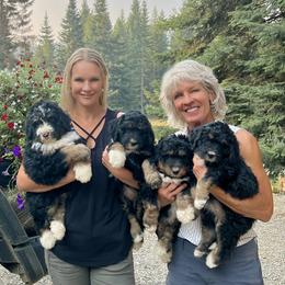 Bernedoodle Puppies from HooDoodles