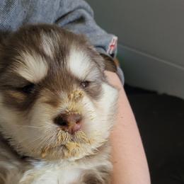 Stella - Red and white female Siberian Husky puppy in Swansea, Illinois from Husky B's