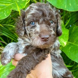 Hunter - Merle Goldendoodle puppy in Miami, Florida from Kalidoodlee