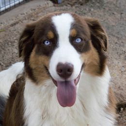 Redford - Australian Shepherd
