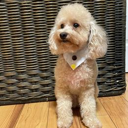 Creamsicle - Apricot male Poodle puppy in Palm City, Florida from Cookies & Cream Sundae