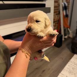 Peep (Light Pink) - Light golden female Golden Retriever puppy in Jacksonville, Florida from River City Golden Retrievers