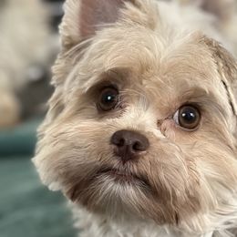 Mindy - Yorkshire Terrier