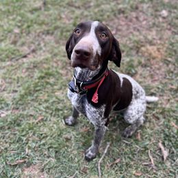 Bentley - German Shorthaired Pointer