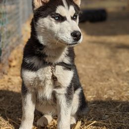 Siberian Huskies from SunnySide Siberians