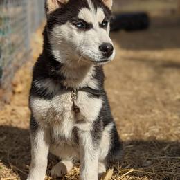 Siberian Huskies from SunnySide Siberians