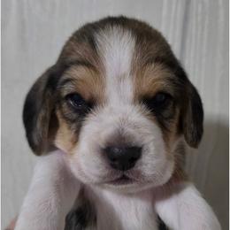 Blaze - Black fawn and white male Beagle puppy in Brockway, Pennsylvania from Sugar Hill Hounds