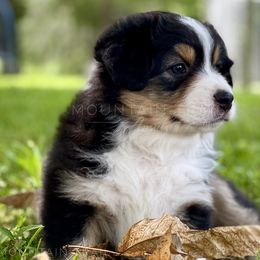 Australian Shepherd Puppies from Mountain Trail Aussies