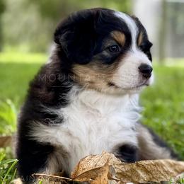 Australian Shepherd Puppies from Mountain Trail Aussies