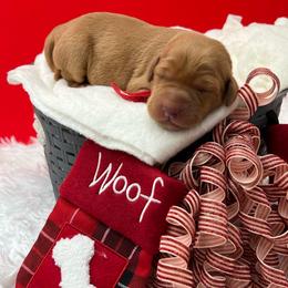 Red collar - Yellow female Labrador Retriever puppy in Heath Springs, South Carolina from Rich Hill Retrievers